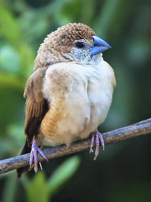 Indian Silver Bill perched on a branch in Bharatpur.