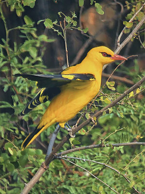 Golden Oriole perched on a branch amid green foliage in Bharatpur