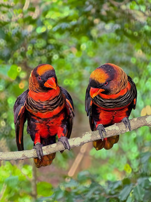 Two Dusky Lories on a branch, vibrant orange and black colors, in Singapore.