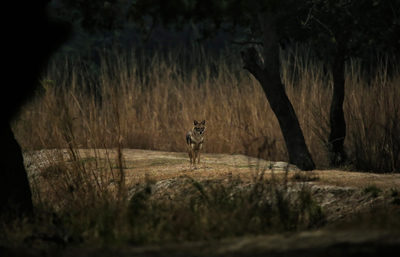 Golden jackal standing on a rocky area in Bharatpur, surrounded by dry grass and trees.