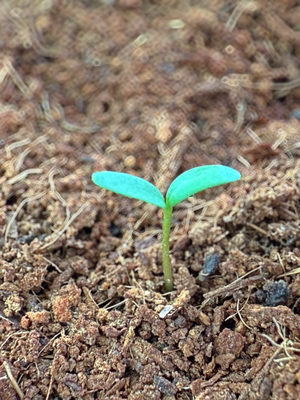 Seedling with two green leaves emerging from the dark soil.